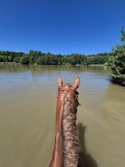 Ustájení v krásné přírodě u Brna - 6