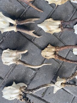 Lovecké trofeje srnčí paroží - 6