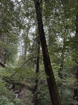 Prodáme lesní pozemky v k.ú. Blíževedly - 6