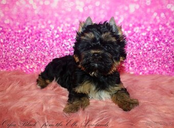 jorkšírský teriér s PP fenka - 6