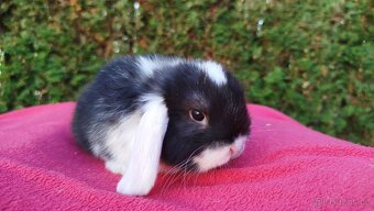 Zakrslý beránek, králíček, králík - ELIŠKA - 6