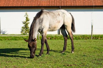 QH Hřebeček Blue Roan - 6