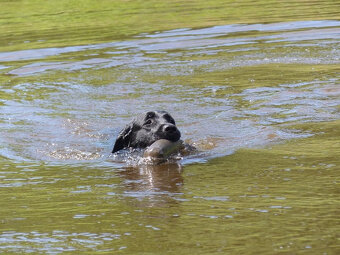 Labradorský retriever - 6