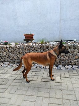 Daruji fenu Belgického ovčáka Malinois - 6
