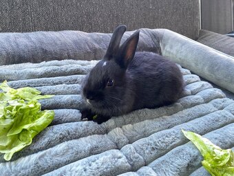Sameček králiček 🍃🐇 - 6