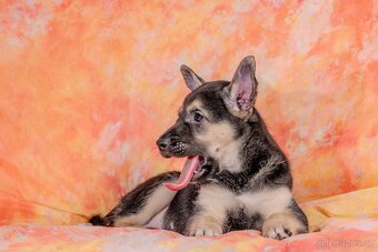 Peruánský naháč - 6