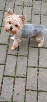 Yorkšírský teriér, jorkširský teriér - 6