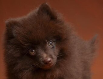 Štěňata německý špic malý hnědý - 6