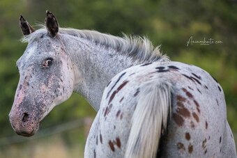 Ročný žrebček po Pepsi Skippin Scotch - 6