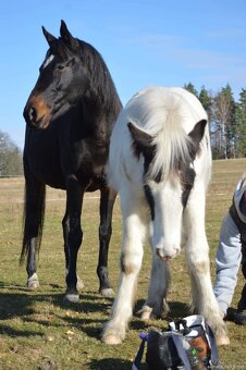 Hřebeček irský cob - 6