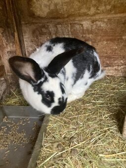 Samice s kralicaty - 6