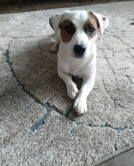 Jack Russell Terrier - krytí - 6