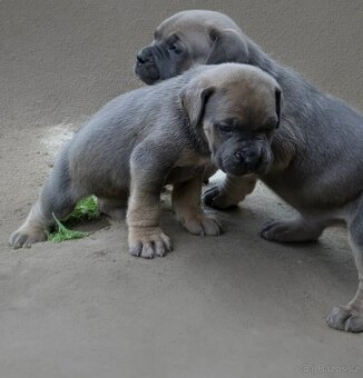 cane corso - 6