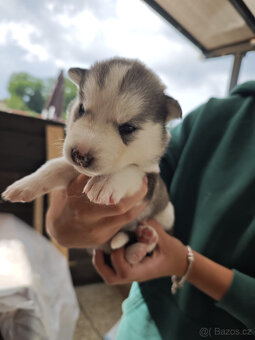 Štěnátka SIBIŘSÁ HUSKY - 6
