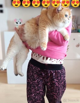 Luxusní britská zlatá a modrozlatá koťátka, s PP - 6