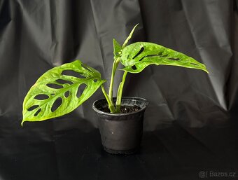 SLEVA⤵️ Monstera Monkey Mask Adansonii - 6