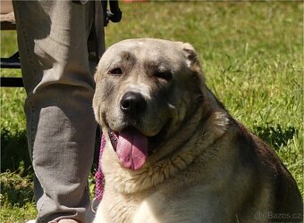 Středoasijský pastevecký pes s PP - 6