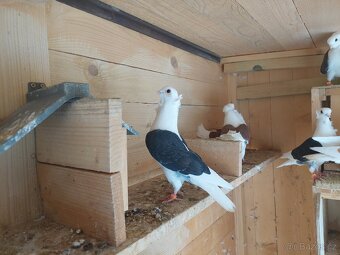 Holuby - staroněmecký racek - 6