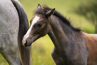 Valach pony Welsh Part-Bred, 2 roky - 6