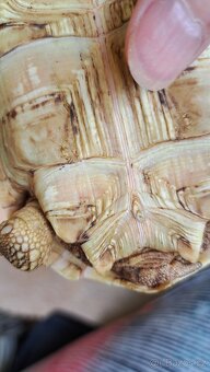 Zelva pardali 2022 - 6