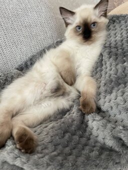 Kotata Ragdoll bez PP - 6