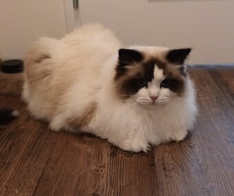 Kocourek ragdoll s PP - 6