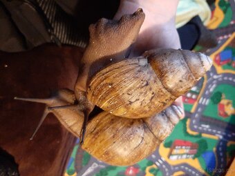 Archachatina margarita ovum - 6