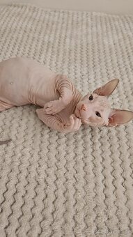 Koťátka Don sphynx bez PP - 6