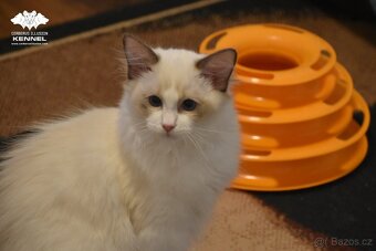 Ragdoll s PP – nádherná seal bicolor kočka na výstavy a chov - 6