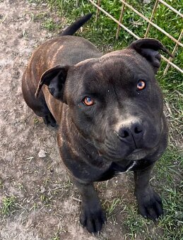 Stafordšírský bulteriér bez PP - 6