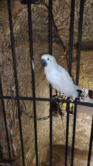 ZÁŽITKOVÝ PROGRAM S PAPOUŠKY - 6