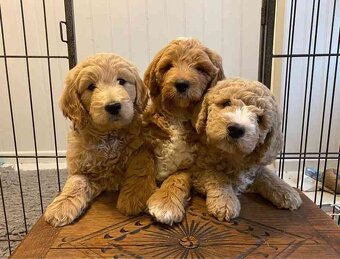 Goldendoodle F1 - 6