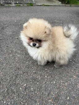 Pomeranian s PP - 6
