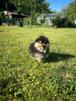 Pomeranian s PP, chovatelská stanica Nucháčik poms - 6