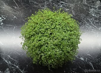 Štěstíčko, domácí štěstí - Soleirolia - 6