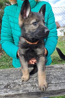 Německý ovčák - štěňata - 6