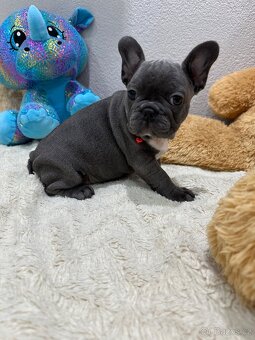Francouzský buldoček modrý - 6