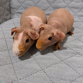 Skinny morče samice - 6