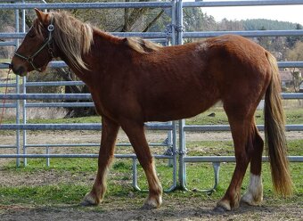 Prodám klisnu WPBr s PP, - 6