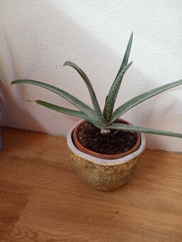 Aloe vera - 6