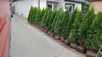 Tuja Smaragd, vavrínovec, červienka - Zlín - 6