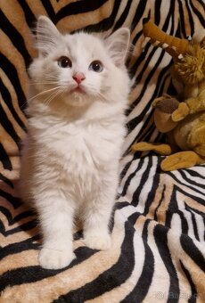 Ragdoll - kocourci s PP, registrace pod FIFE - 6