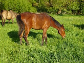 Prodám roční klisnu KK s PP, - 6
