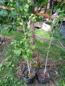 Ibišek syrsky-keř s napadnými květy. ♤ - 6