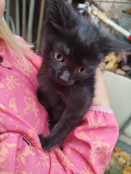 Daruji do dobrých rukou - 6