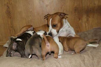 Americký stafordšírský teriér s PP - 6