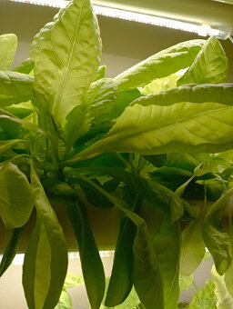 Aquaponický systém set - Hydroponic Grow Kit - 6