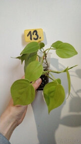 Philodendron různé druhy pokojovka - 6