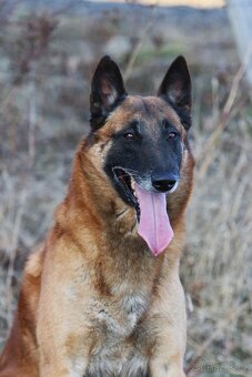 Belgický ovčák - Malinois - krásné fenky pouze s PP - 6