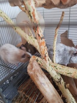 Osmák degu - 6
